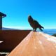 Попугай украл у туристов камеру