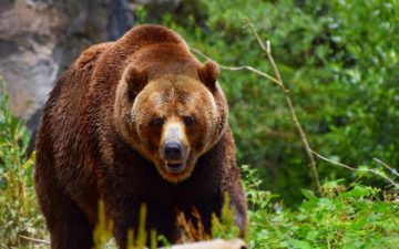 Наївся”скаженого” меду: у Туреччині знайшли п’яного ведмедя