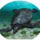 скамʼянілості морської черепахи