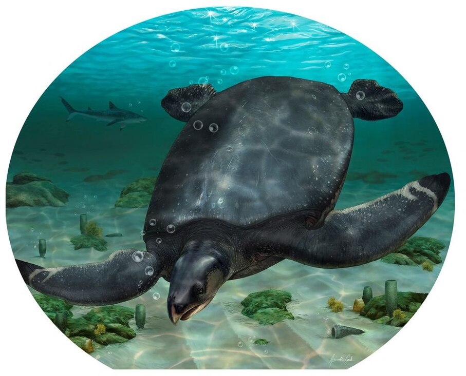 скамʼянілості морської черепахи