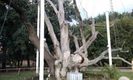 найстаріше дерево України
