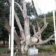 найстаріше дерево України