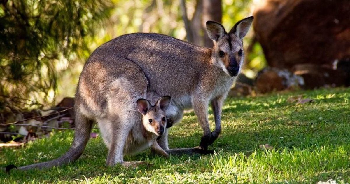 врятували дитинча кенгуру