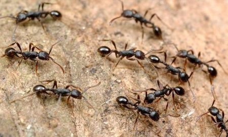 Як прогнати мурах