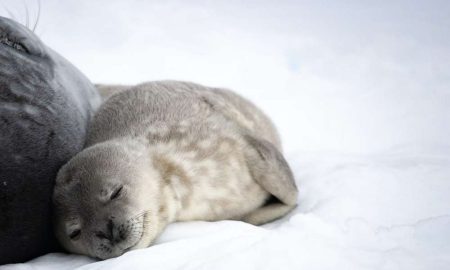  Українські полярники обрали ім’я для тюленятка (фото)