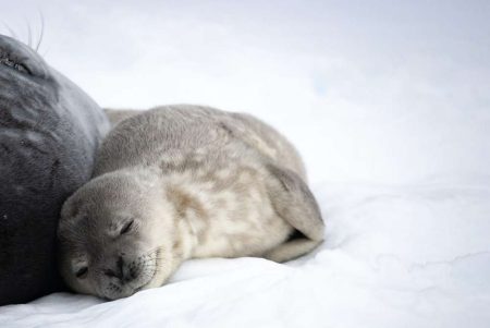  Українські полярники обрали ім’я для тюленятка (фото)