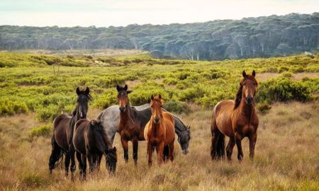 У парку Косцюшко вбʼють понад 15 тисяч диких коней