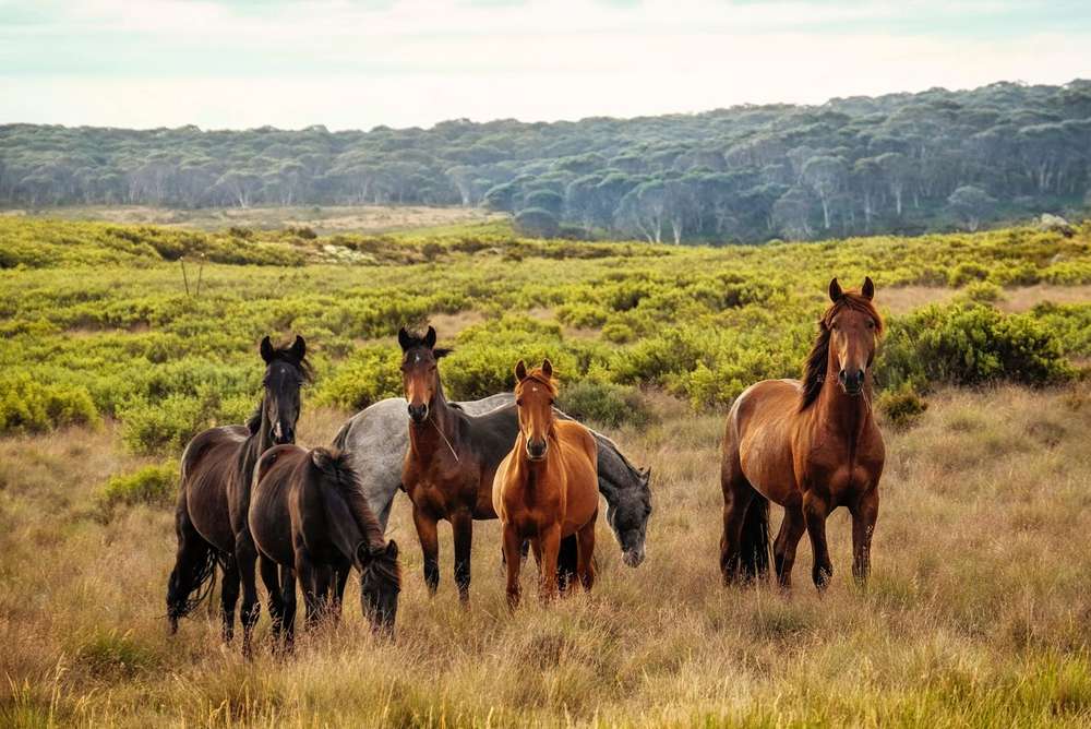 У парку Косцюшко вбʼють понад 15 тисяч диких коней