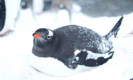 «Знесли перші яйця»: полярники показали зворушливі фото пінгвінів