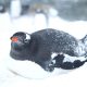 «Знесли перші яйця»: полярники показали зворушливі фото пінгвінів