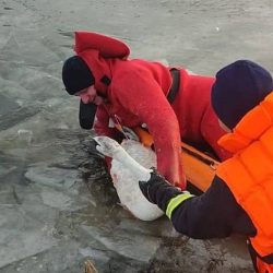 «Вмерз» у лід: в Ірпені врятували лебедя