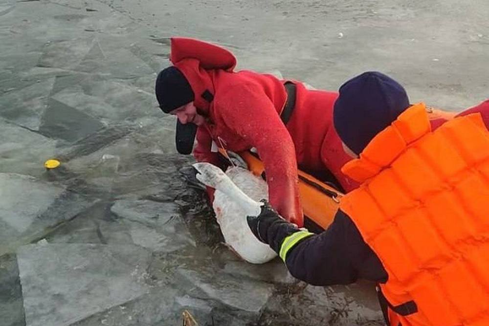 «Вмерз» у лід: в Ірпені врятували лебедя