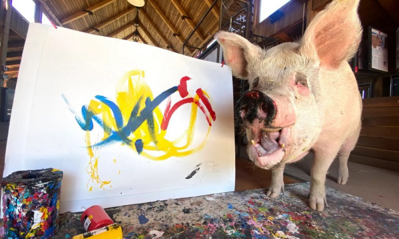 Заробила більше мільйона доларів: померла свиня-художниця на імʼя Пігкассо (відео)